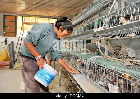 Young woman feeding quails in the quail-breeding facility for the disabled, Mateo Quinto, Puebla, Mexico, Central America Stock Photo