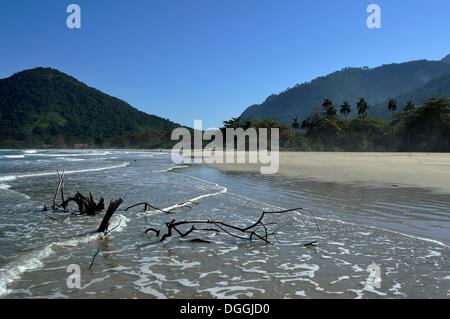 Driftwood on Dois Rios beach, Ilha Grande, state of Rio de Janeiro, Brazil, South America Stock Photo