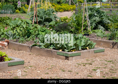 Raised bed plots in a kitchen garden Stock Photo