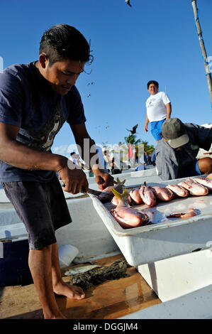 Fishermen approaching the beach of Puerto Juarez early in the morning, the caught fish is being cleaned, gutted and sold to Stock Photo
