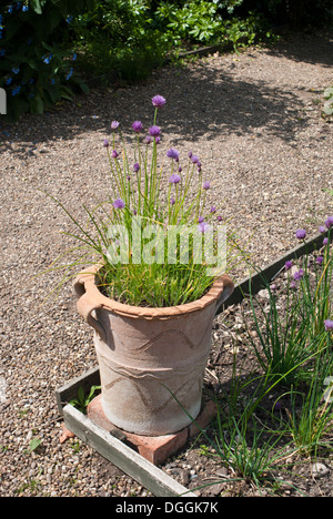 Flowering chives growing in an ornate plant pot Stock Photo