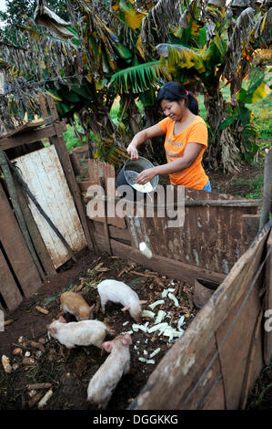 Woman, 22, feeding boiled cassava roots to piglets in a shed, in a community of Guarani Indians, Jaguary, Caaguazú Department Stock Photo