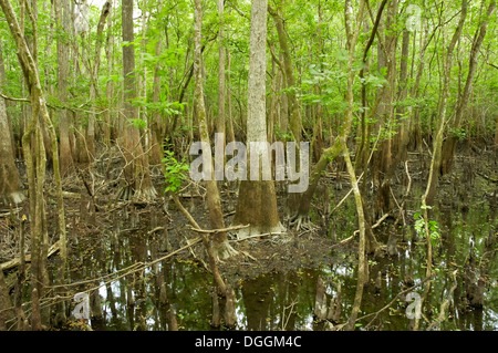 Manatee Springs State Park along the Suwanee River in North Central Florida. Stock Photo
