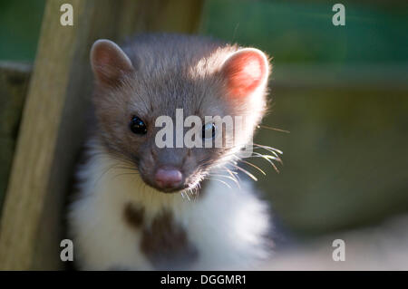 Young stone marten, beech marten or white breasted marten (Martes foina), Tyrol, Austria, Europe Stock Photo