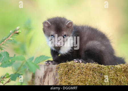 Young stone marten, beech marten or white breasted marten (Martes foina) on a mossy tree stump, Tyrol, Austria, Europe Stock Photo