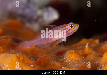 Stripedhead Dwarfgoby (Trimma striatum) adult West Waigeo Raja Ampat Islands (Four Kings) West Papua New Guinea Indonesia July Stock Photo