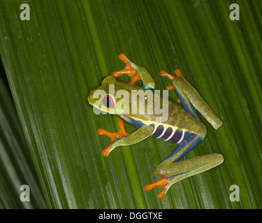 Red-eyed Tree frog (Agalychnis callidryas) on palm leaf in a ranarium, also known as Red-eye Leaf Frog Stock Photo