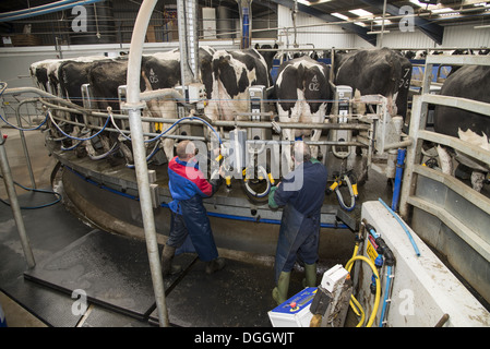 Dairy farming farmers washing udders and putting milk clusters on Holstein dairy cows being milked in Alpha Laval 50 point Stock Photo