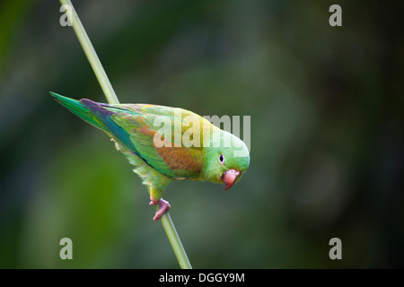 Orange-chinned Parakeet (Brotogeris jugularis) perched on a plant stem in Costa Rica