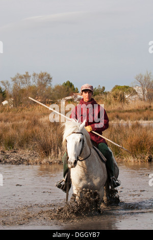 French woman, Gardian riding Camargue horse through wetland in Provence Stock Photo
