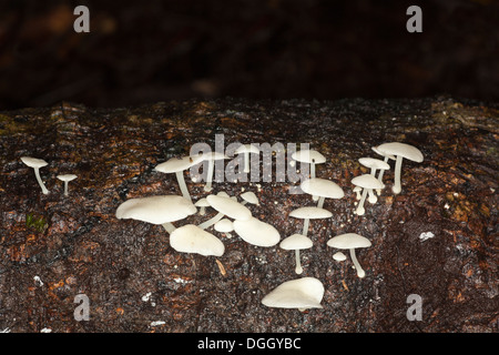 Fungi growing on fallen tree in undisturbed lowland tropical rainforest floor, Sabah, Borneo, Malaysia Stock Photo