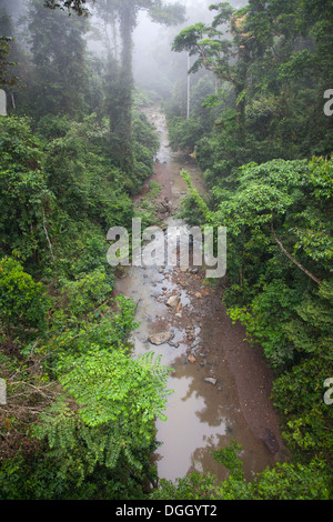 Stream flowing through Dipterocarp tropical lowland rainforest in Borneo Stock Photo