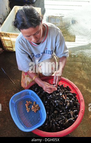 Mussel processing,Thailand Stock Photo