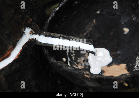 Latex being collected from a tapped rubber tree Stock Photo