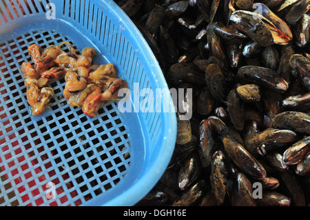 Mussel processing,Thailand Stock Photo