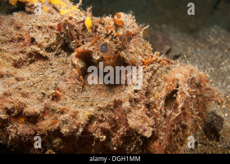 Estuarine Stonefish (Synanceia horrida), well camouflaged on a black sand bottom in the Lembeh Strait Stock Photo