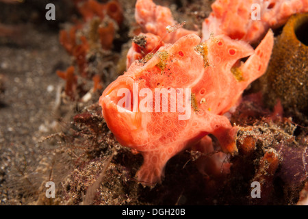 Painted Frogfish (Antennarius pictus), well camouflaged and yawning on a tropical coral reef Stock Photo