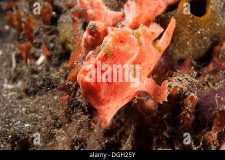Painted Frogfish (Antennarius pictus), well camouflaged on a tropical coral reef Stock Photo
