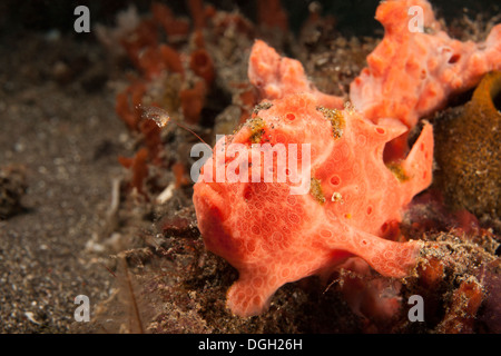 Painted Frogfish (Antennarius pictus), well camouflaged fishing with it's lure on a tropical coral reef Stock Photo