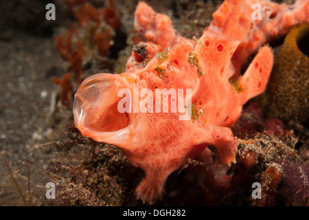 Painted Frogfish (Antennarius pictus), well camouflaged and yawning on a tropical coral reef Stock Photo