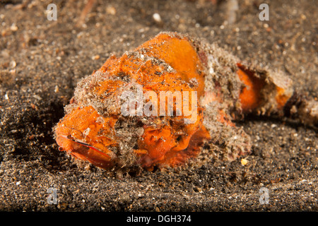 Flasher Scorpionfish (Scorpaenopsis macrochir) resting on a black sand bottom in the Lembeh Strait Stock Photo