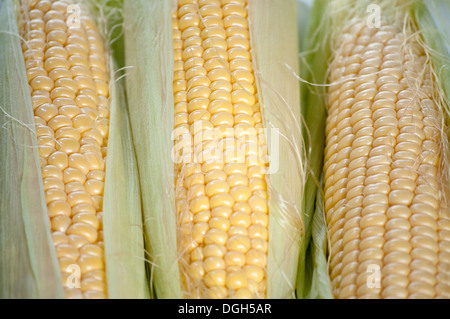 SWEET CORN CORN ON THE COB Stock Photo