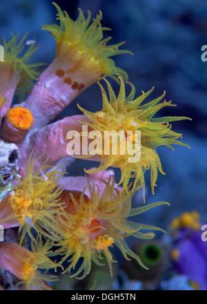 Orange cup corals (Tubastrea sp.), Komodo, Indonesia. Stock Photo