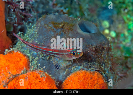 Striped triplefin blenny framed by bright orange sponges. Stock Photo