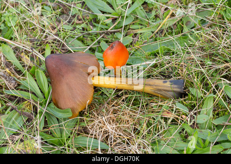 Blackening Waxcaps, Hygrocybe conica, photographed on fields in doncaster, South Yorkshire, England, UK Stock Photo