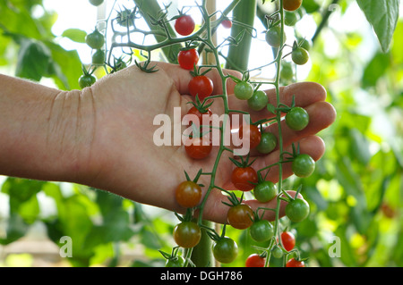 Sweet Pea cherry tomato plant Stock Photo