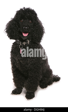 Miniature black poodle Single adult sitting in a studio Stock Photo