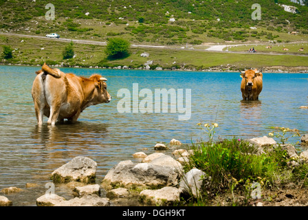 Cows in the water in a lake in the Picos Mountains in Spain Stock Photo