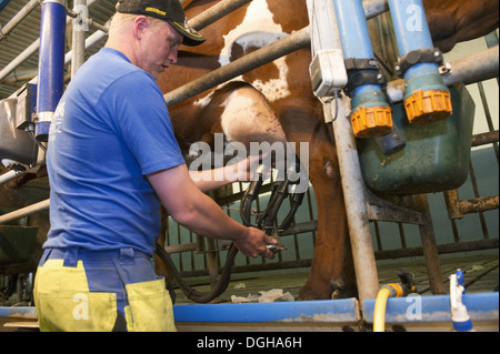 Dairy farmer working in milking parlour, attaching cluster unit to udder of dairy cow, Sweden, june Stock Photo