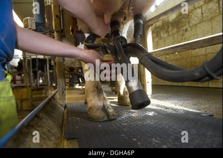 Dairy farmer working in milking parlour, attaching cluster unit to udder of dairy cow, Sweden, june Stock Photo
