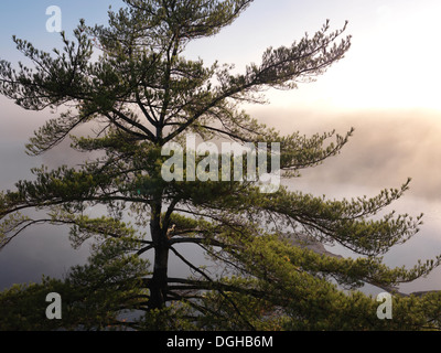Sunrise nature scenery of an old pitch pine tree on a shore of mist covered lake George. Killarney Provincial Park, Ontario Stock Photo