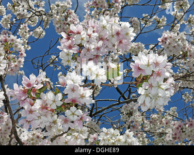 Signs of spring New creme white apple / cherry Blossom flowers against a deep blue sky England Stock Photo