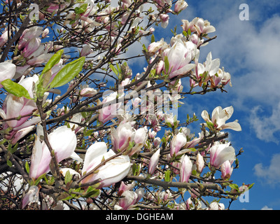 Magnolia shrub flowers, cream in Spring season Europe Stock Photo