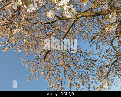 White beautiful English flowers and blossoms of spring UK Stock Photo