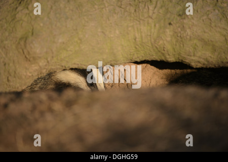 Eurasian Badger (Meles meles) cub, looking out from sett entrance, Blithfield, Staffordshire, England, June Stock Photo