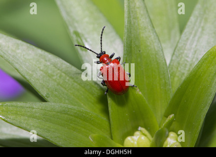 Scarlet Lily Beetle (Lilioceris lilii) adult, on lily leaf in garden, Chipping, Lancashire, England, June Stock Photo