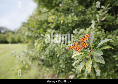 Comma (Polygonia c-album) adult sunning on Blackthorn (Prunus spinosa) leaves in hedgerow at edge of new 'Millenium' woodland Stock Photo