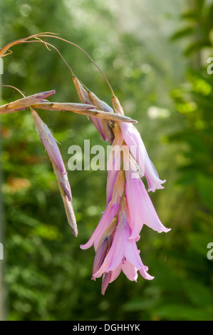 Dierama pulcherrimum, Angel's Fishing Rod, Oxford Botanical Gardens, Oxford, Oxfordshire, England Stock Photo