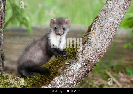 Young stone marten, beech marten or white breasted marten (Martes foina) perched on a mossy tree trunk, Tyrol, Austria, Europe Stock Photo