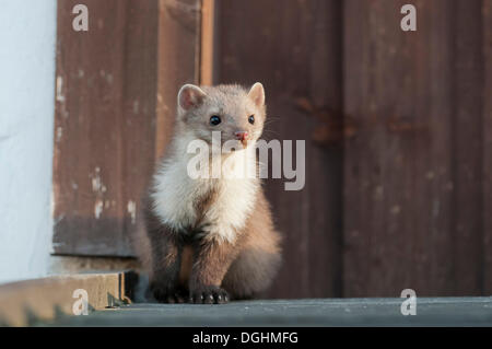 Stone marten, beech marten or white breasted marten (Martes foina) on a rooftop, Tyrol, Austria, Europe Stock Photo