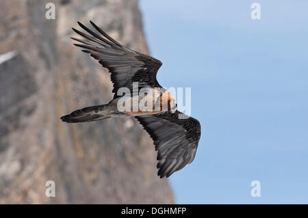 Bearded Vulture or Lammergeier (Gypaetus barbatus) adult, in flight, Engadin, Switzerland Stock Photo