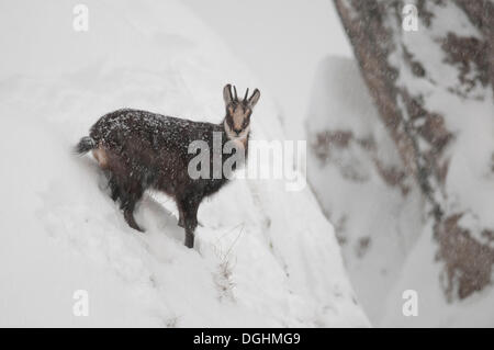Chamois (Rupicapra rupicapra) during heavy snowfall in front of a rock wall, Tyrol, Austria Stock Photo