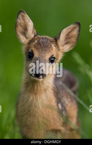 Roe deer fawn (Capreolus capreolus), Tyrol, Austria, Europe Stock Photo