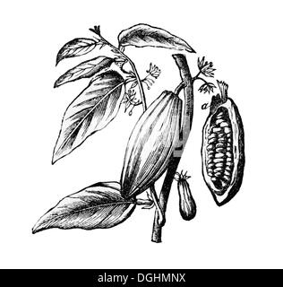 Branches and fruit of the cocoa tree, historical illustration from: Marie Adenfeller, Friedrich Werner: Illustrated cooking and Stock Photo