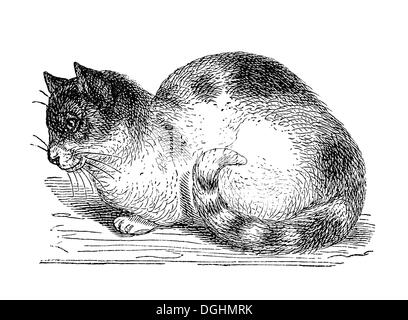 Cat, historical illustration from: Marie Adenfeller, Friedrich Werner, Illustrated Cooking and Housekeeping Book Stock Photo