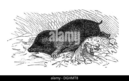 Mole, historical illustration, Marie Adenfeller, Friedrich Werner, Illustrated Cooking and Housekeeping Book Stock Photo